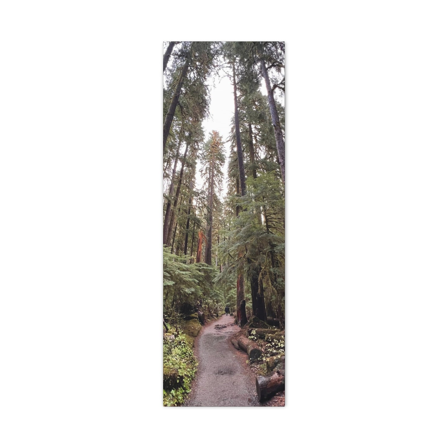 Sol Duc Forest | Wall Art
